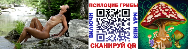 где найти   Кондрово  Псилоцибиновые грибы Magic Shrooms 